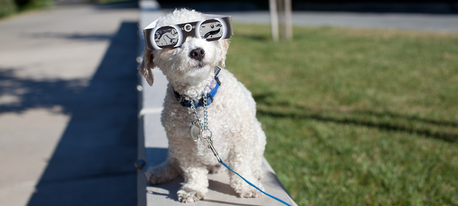 Bailey checking out the eclipse