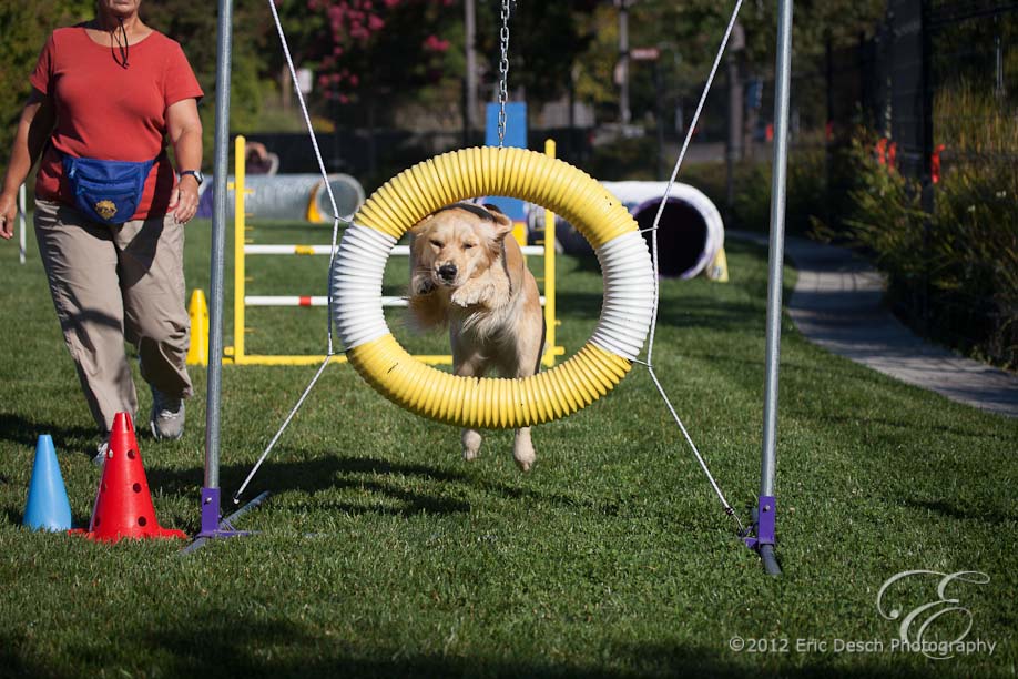 Agility Fun Match