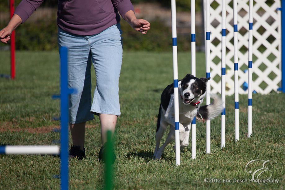 Agility Fun Match