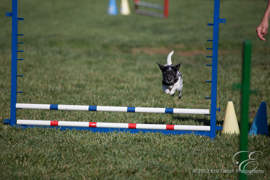 Agility Fun Match