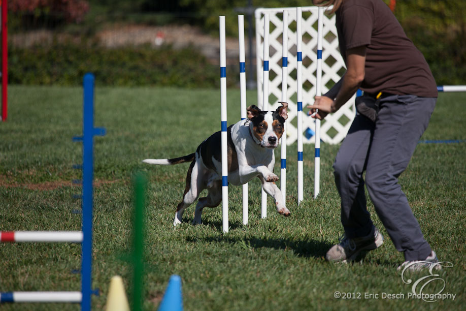 Agility Fun Match