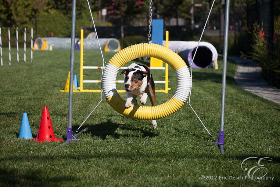 Agility Fun Match