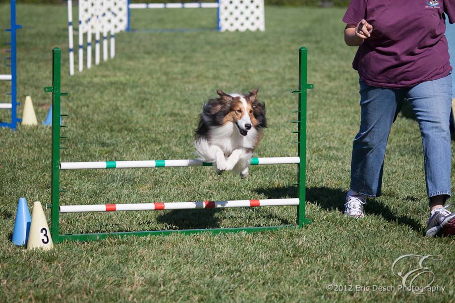 Agility Fun Match