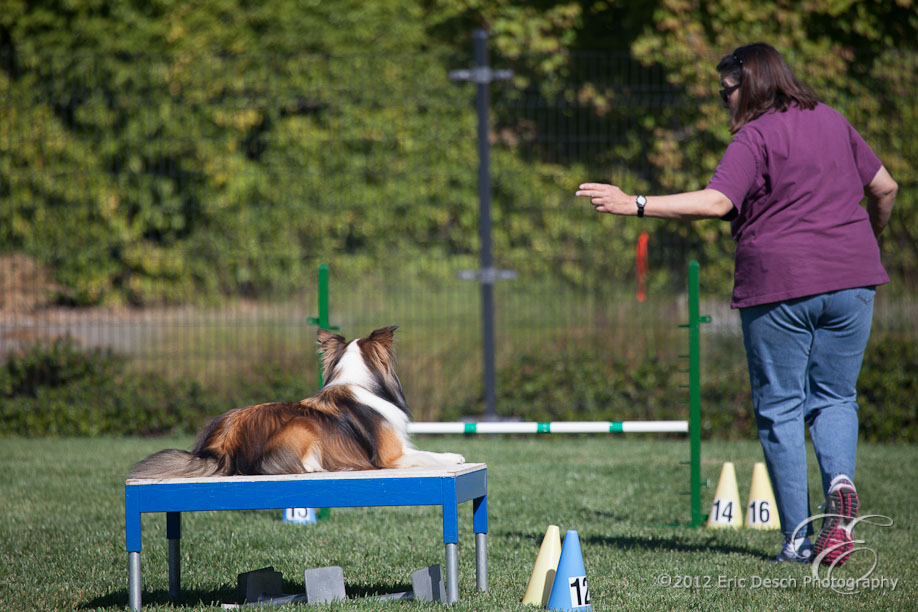 Agility Fun Match