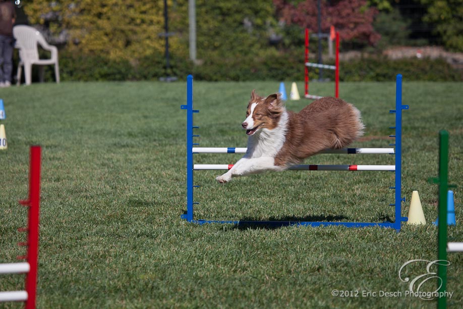 Agility Fun Match