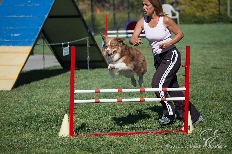 Agility Fun Match