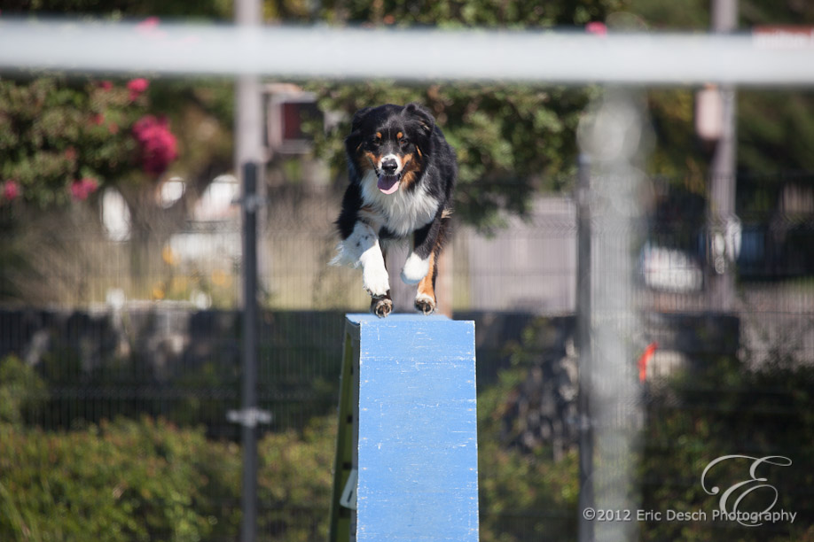 Agility Fun Match