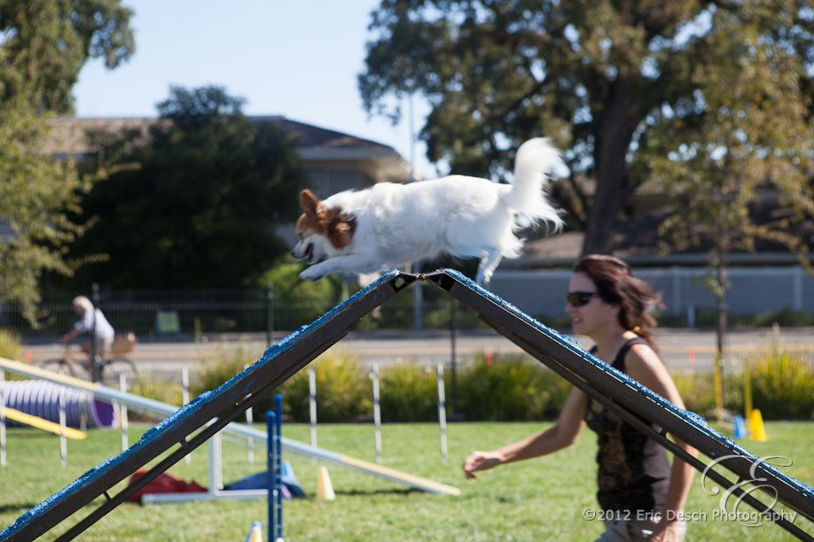 Agility Fun Match