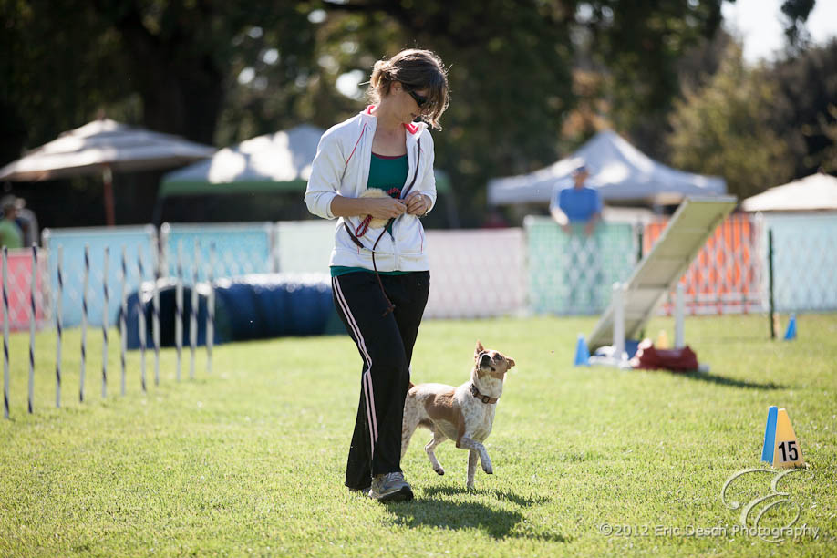 Agility Fun Match