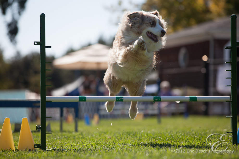 Agility Fun Match