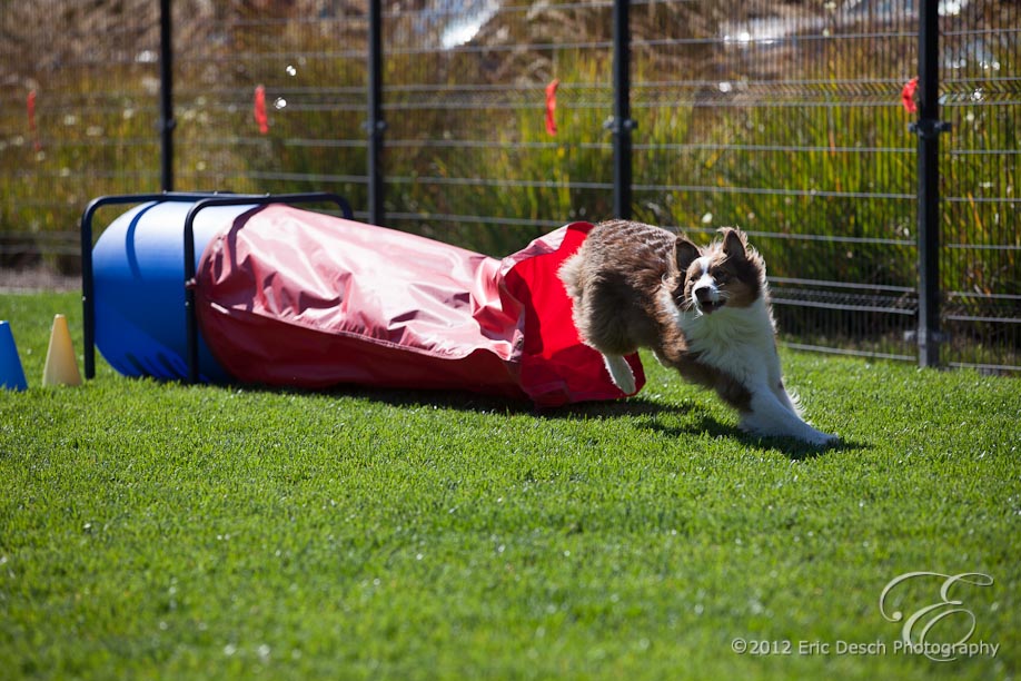 Agility Fun Match