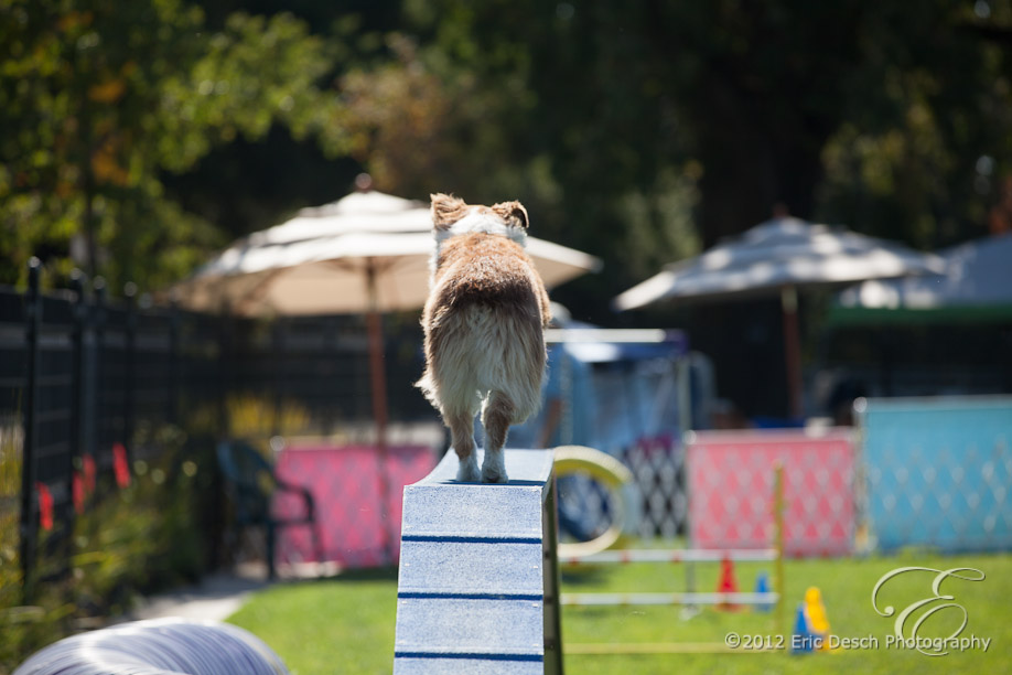 Agility Fun Match