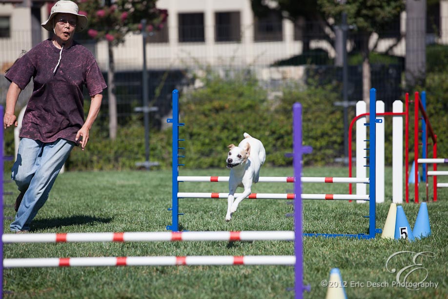 Agility Fun Match