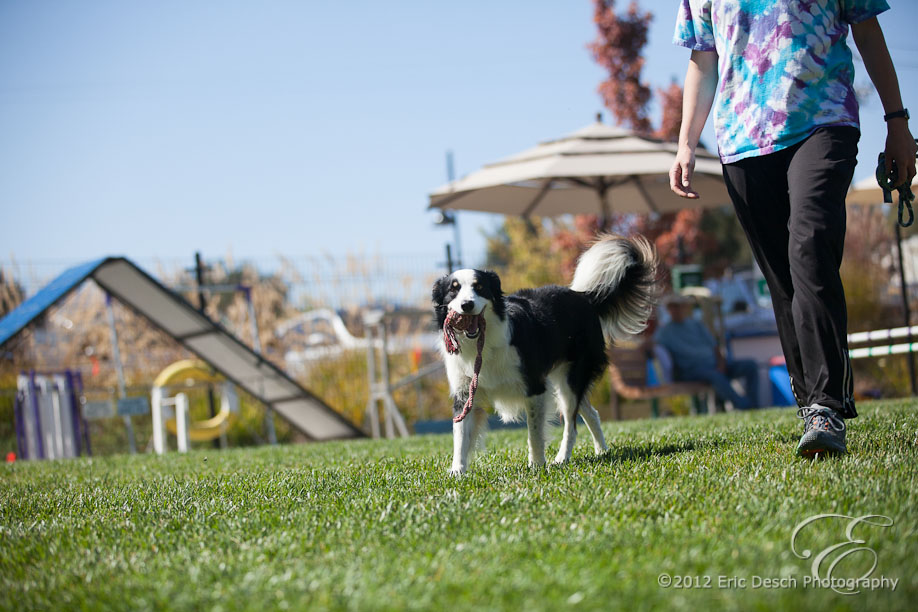 Agility Fun Match