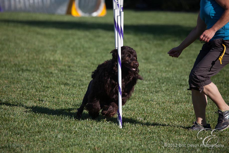 Agility Fun Match