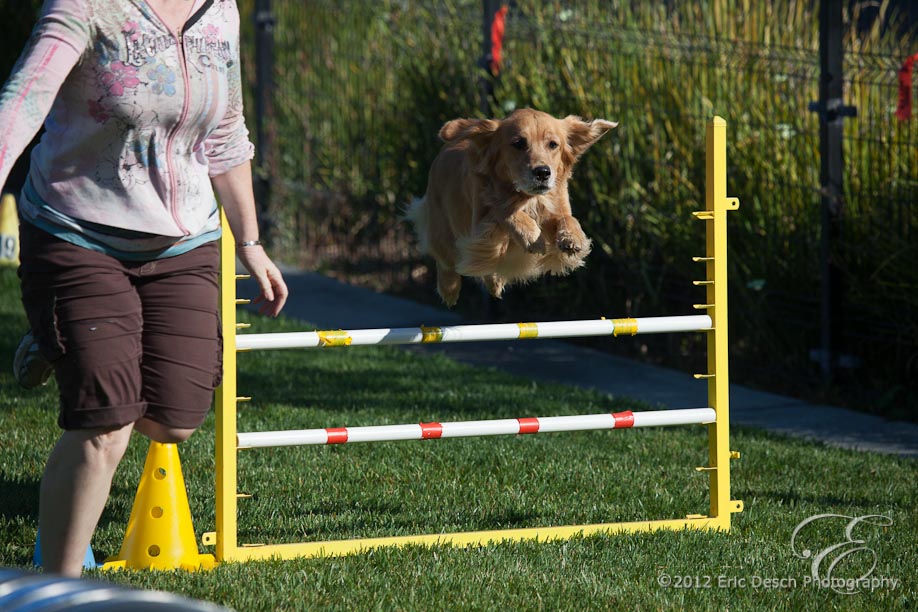 Agility Fun Match