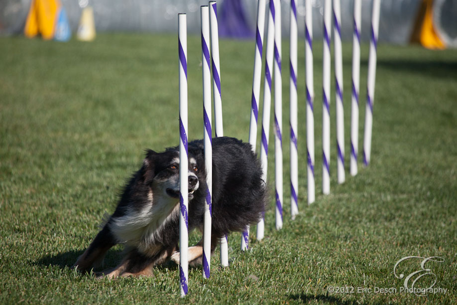 Agility Fun Match