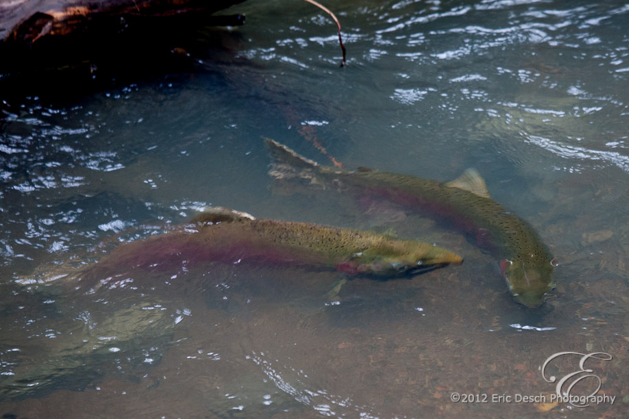 Mated Pair