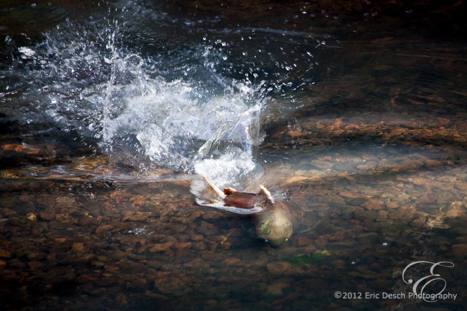 Spawning Salmon