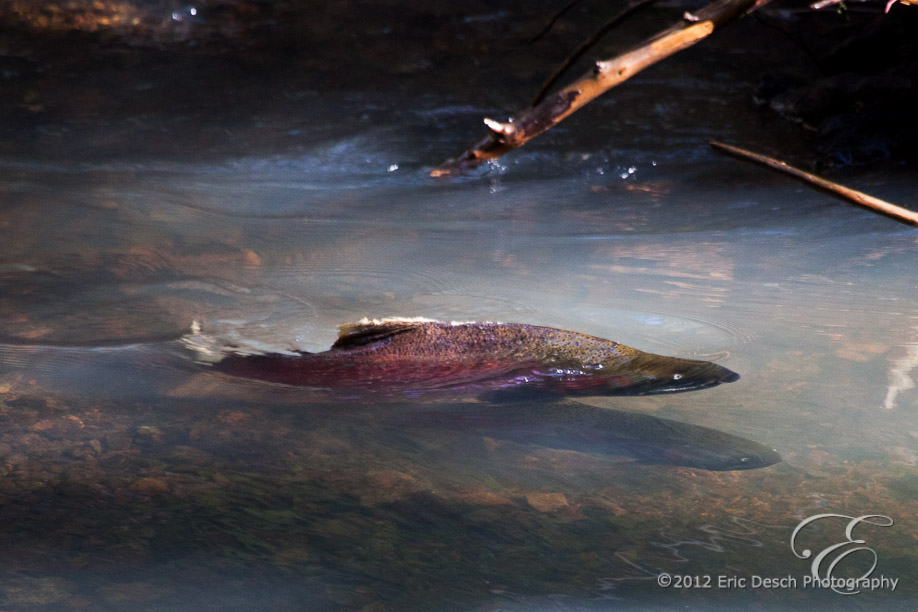 Spawning Salmon