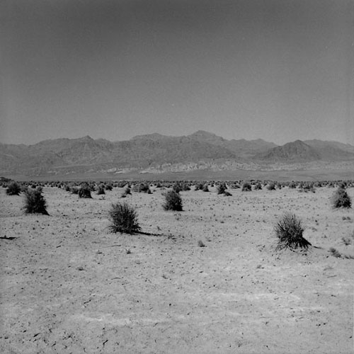 Devils Cornfield