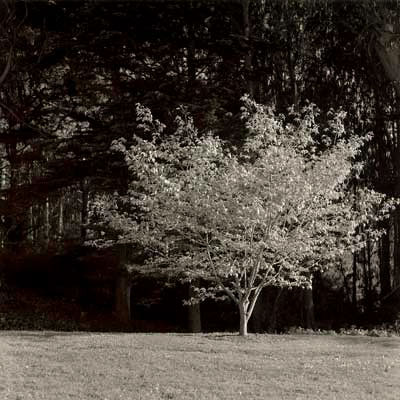 Japanese Maple