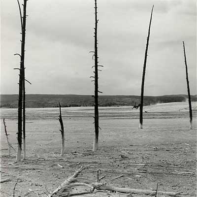 Trees in Ash