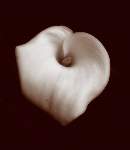 Calla Lilly