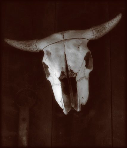 Cow Skull