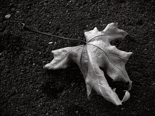 Dried Leaf