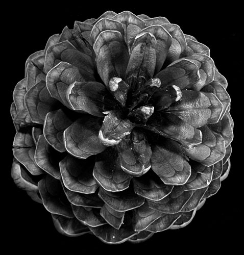 Pine Cone