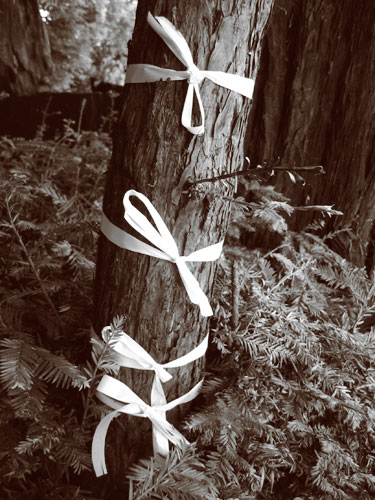 White Ribbons
