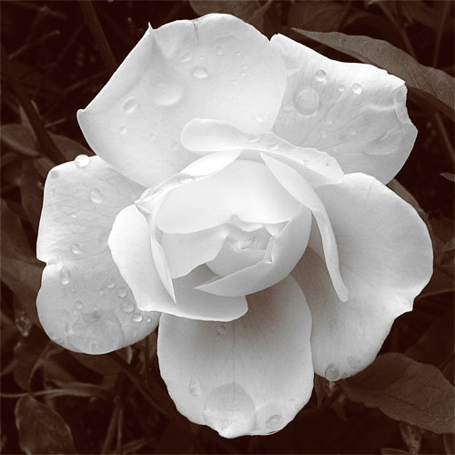 White Rose